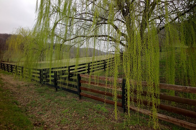 Leipers Fork Pasture