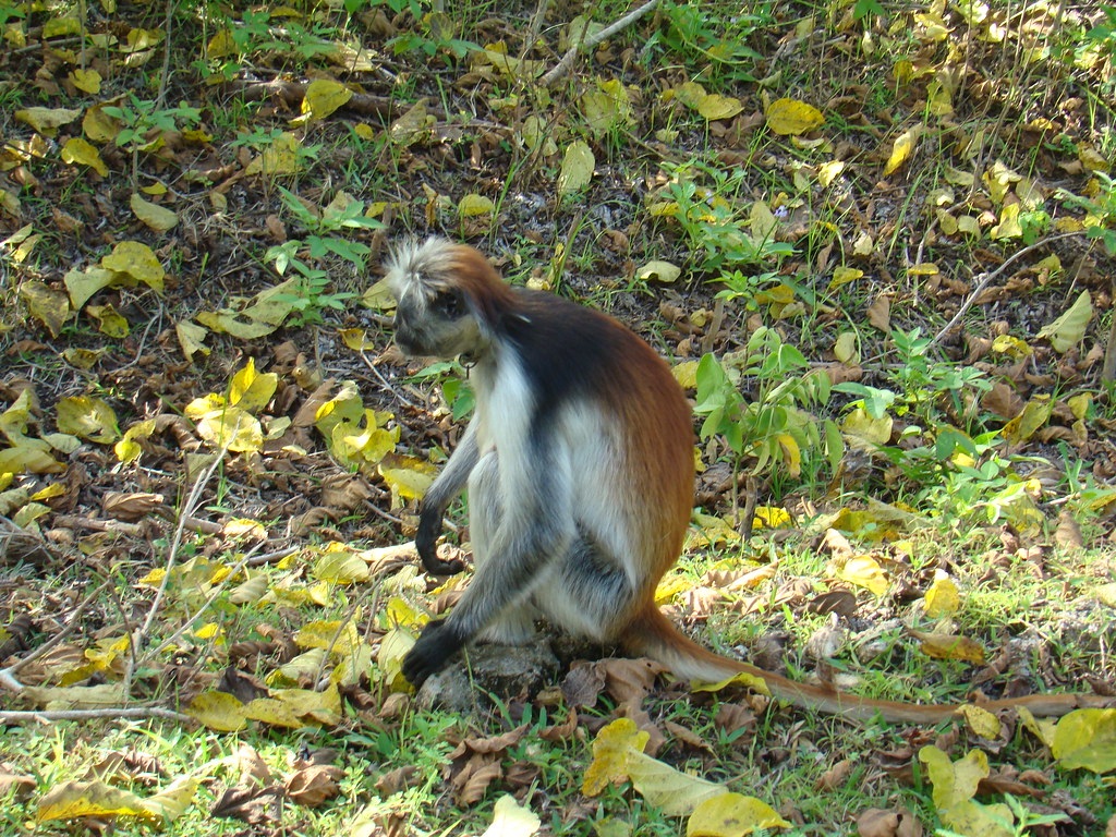 mono colobo rojo animales Zanzibar Tanzania 02