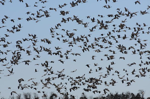 Sandhill Cranes | Sandhill Crane and Snow Goose migration 3-… | Flickr
