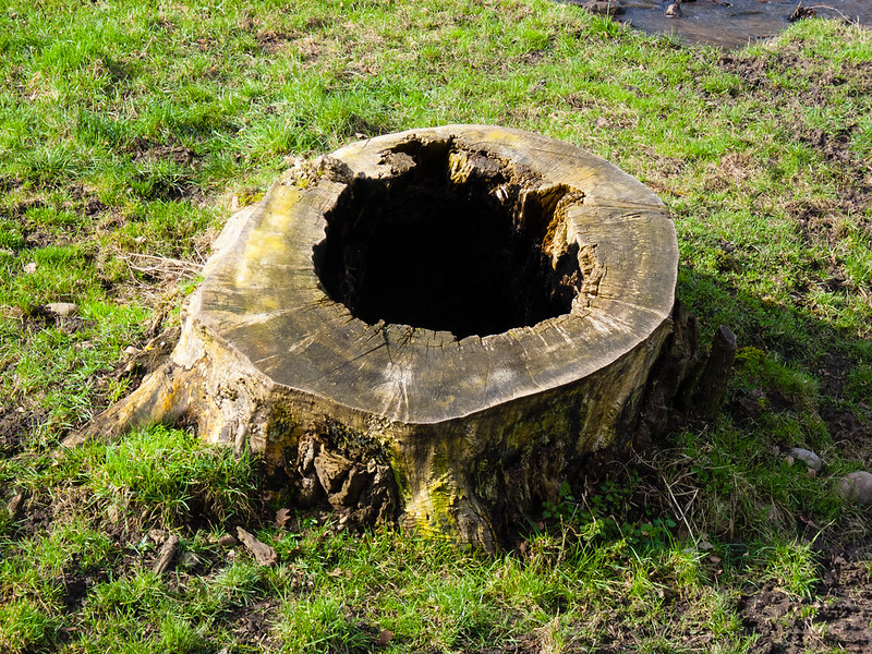 Hollow tree stump