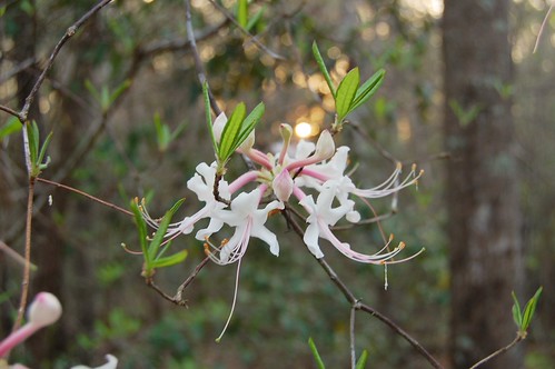 Flowering Tree with The Sunrise in the Background by esmithiii2003, morning flowers sun tree sunrise mississippi stars spring flora flickr central flickrcentral hatties