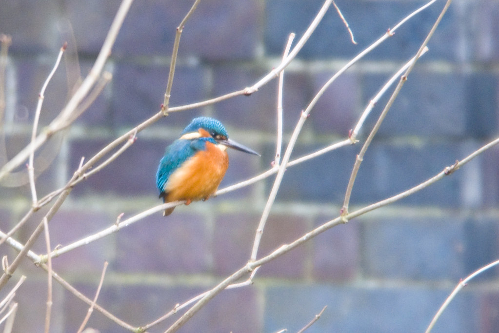 Kingfisher (Alcedo atthis) Male, Perched in a Tree at Potteric Carr (cropped version)