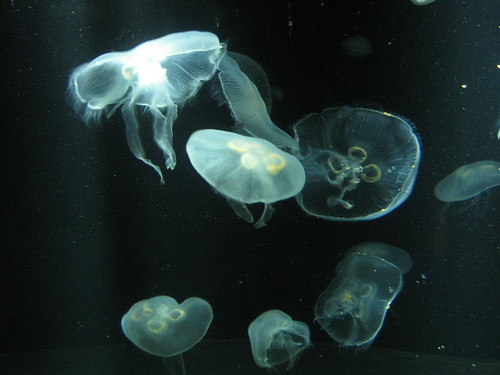 Jelly Fish | by RachaelChristina