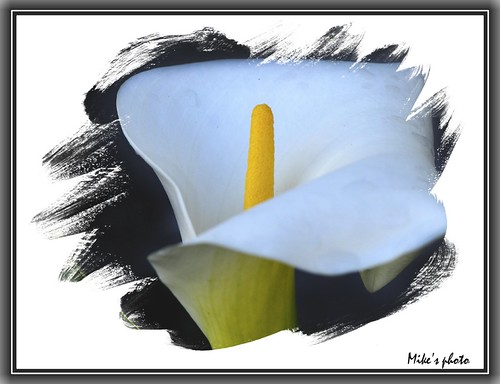 Calla Lily | by vienna1931
