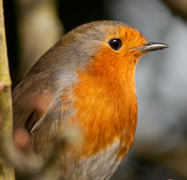 Robin deep in thought