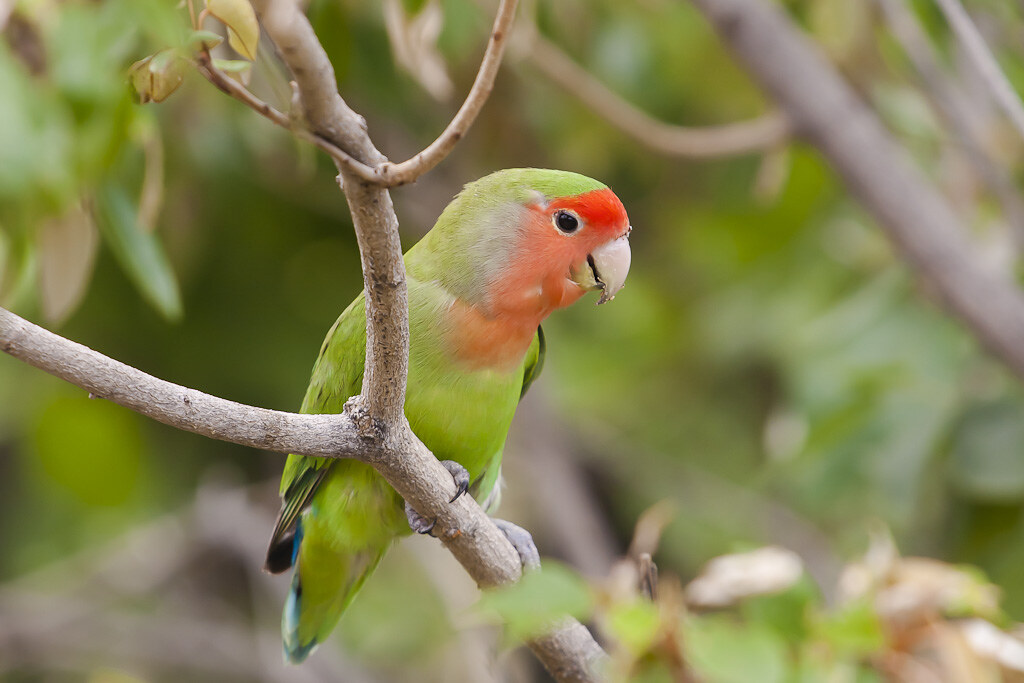 22 Species of Birds with Red Heads: A Comprehensive Guide - Red-headed Lovebird