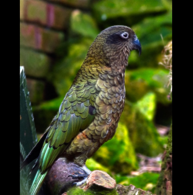 The New Zealand Kea Parrot (EXPLORE)