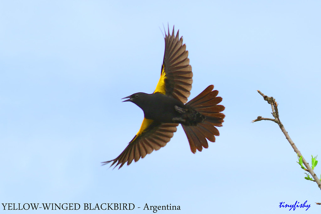 (Species # 834) YELLOW-WINGED BLACKBIRD - [ Ensenada, Argentina ]