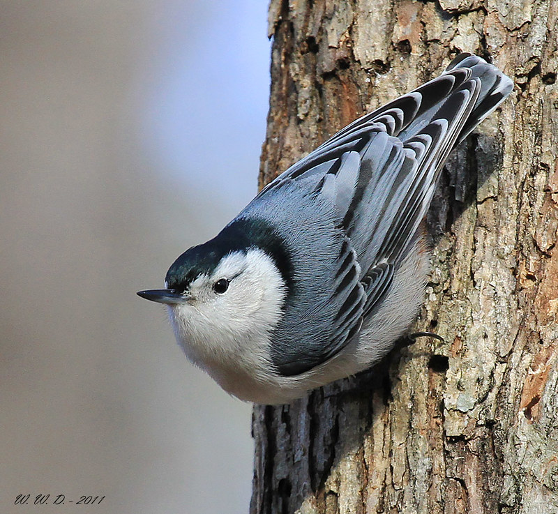 White Breasted Nuthatch by Bill D114