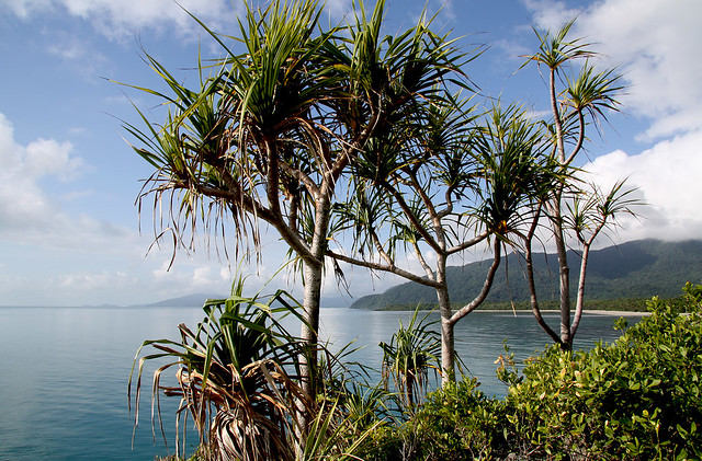 Pandanus Palms on the Headland at Cape Tribulation in the Morning