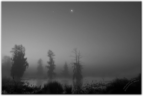 tree nature water birds fog sunrise moss florida wildlife marsh lakeland polkcounty circlebbarpreserve cflwetlands
