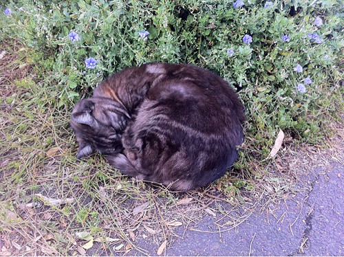 Dennis Station cat is curled up on the platform, sleeping - was not at all interested in scratches.
