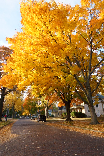 fall autumn colors leaves fallcolors champaign illinois sony sal1680z a77