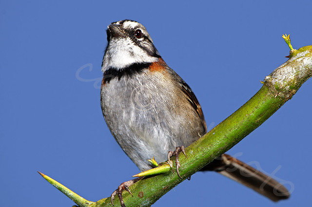 Ciguita de Constanza / Gorrion de Collar Canela / Zonotrichia capensis /Rufous-collared Sparrow