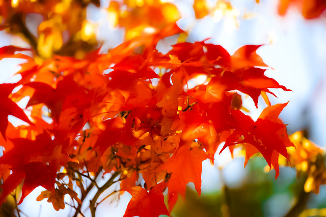 紅葉 Autumn Leaves