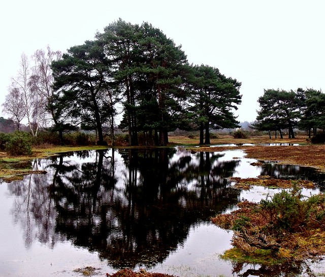 230111 REFLECTIONS IN LARGE PUDDLE, BLACK KNOWL, NEW FOREST