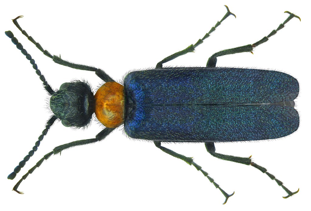 Alosimus syriacus syriacus (Linné, 1758)