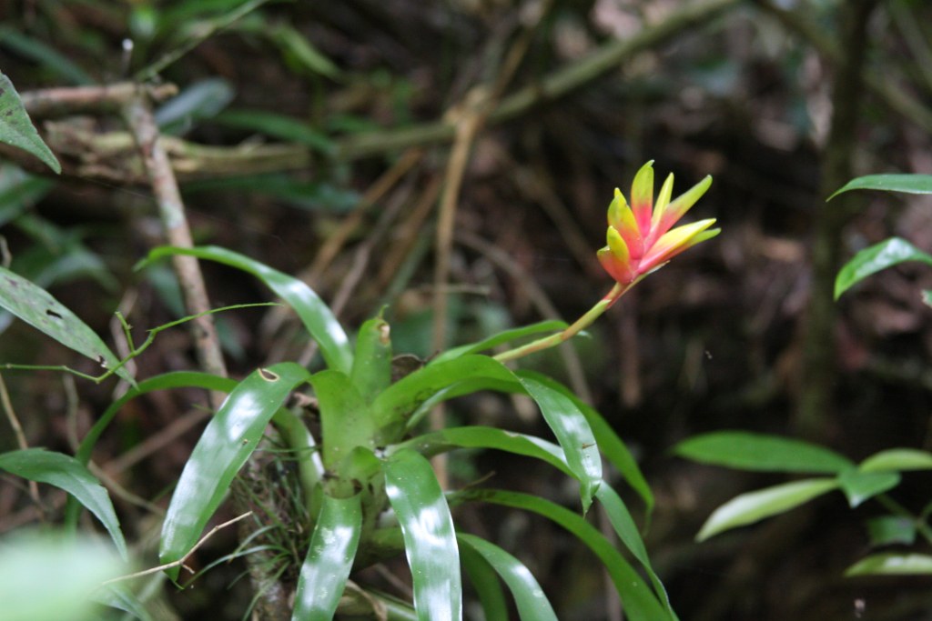 Vriesea carinata no habitat - 5