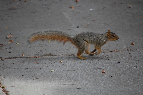 Squirrel Jump | by rocketdogphoto