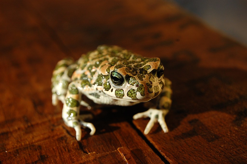 Frosch | Ein Frosch auf einer Holzkiste. Meinen Recherchen n… | Flickr