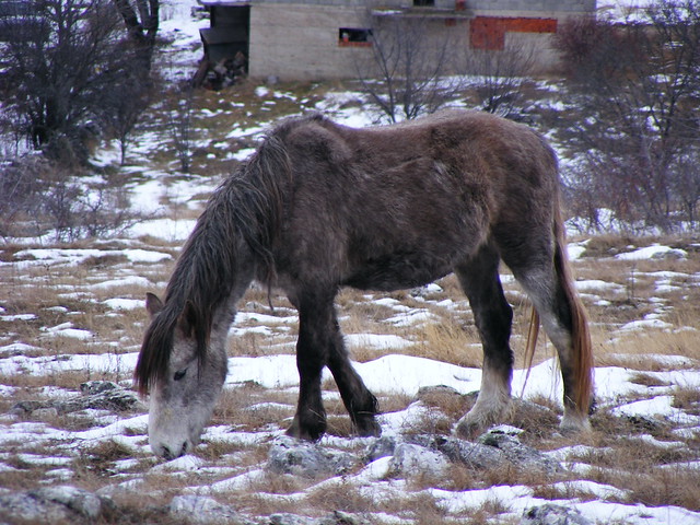 Wild Horses Livno (4)