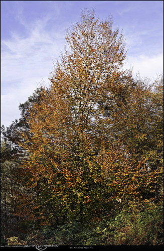 autumn tree landscape iran mazandaran ایران نور nur درخت پاییز irn مازندران منظره چمستان chamestan kashpel کش‌پل