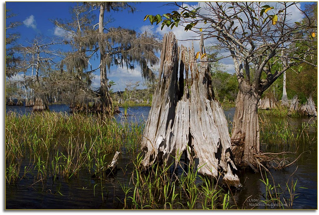Detail Study 2, Blue Cypress Lake by JMW Natures Images