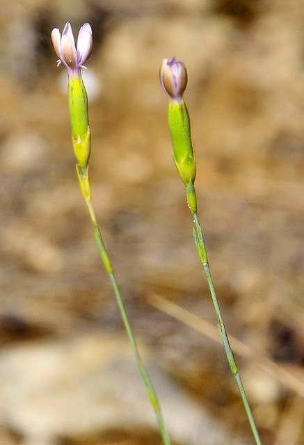 Dianthus pungens L.       subsp. hispanicus(Asso) O. Bolòs & Vigo