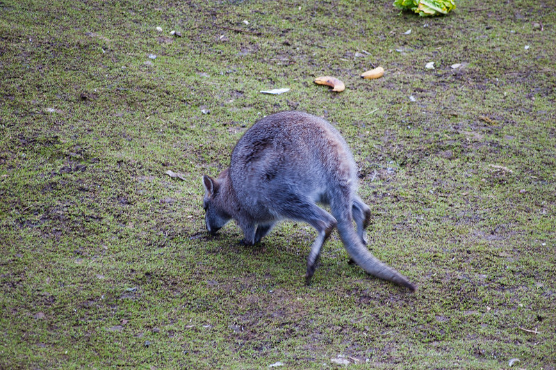 Wallaby