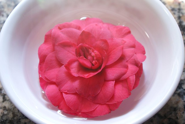 camellia bloom