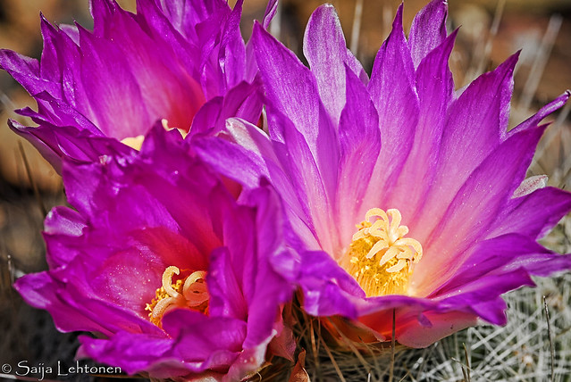 Pink Cacti Flowers_SJL7880