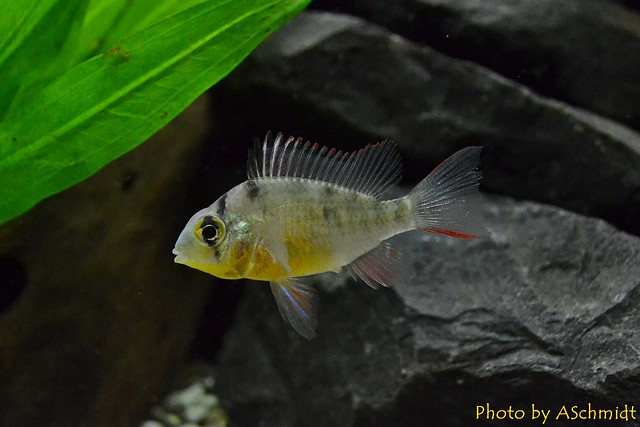 Mikrogeophagus altispinosus female Bolivianischer Schmettelingsbuntbarsch