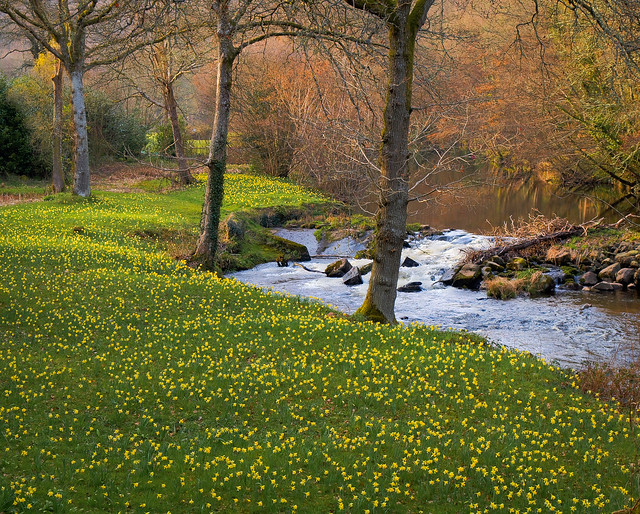 Wild daffodils (Narcissus pseudonarcissus) by the River Teign in Dunsford Woods, Devon