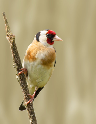 goldfinch finch putter vink carduelis oudheverlee distelvink