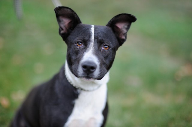 Ruby, adoptable 7-9 month old Border Collie, English Bull Terrier or Pit Bull mix dog