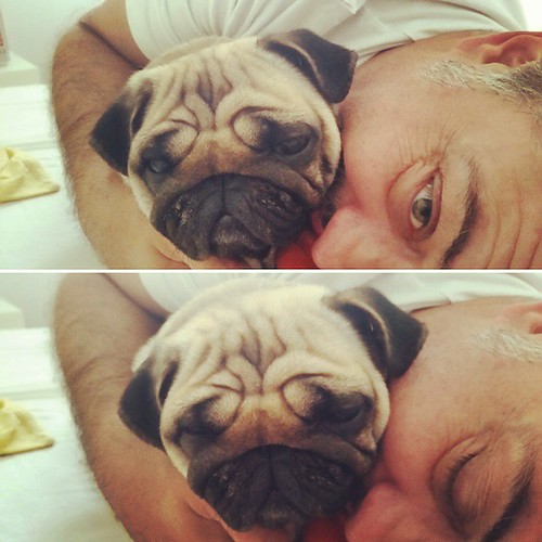 ...oh,hay! G'morning...#lulu #luluthepug #mops #carlino #pug #puglife #pugsofinstagram #lazy #sunday #morning #buongiorno #dobrojutro | by knighthawk968
