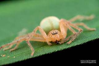 Huntsman spider (Olios sp.) - DSC_7166