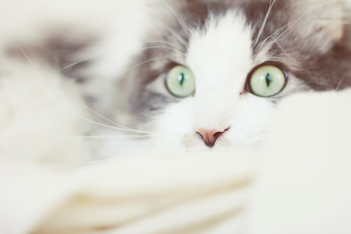{39:365} | by Sarah Jane- Lovely Ember Photography