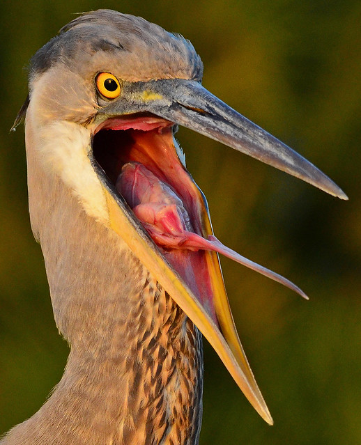 Great blue heron tongue