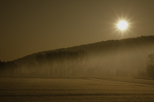 morning trees sun up fog standing sunrise die nebel sonne sonnenaufgang morgen