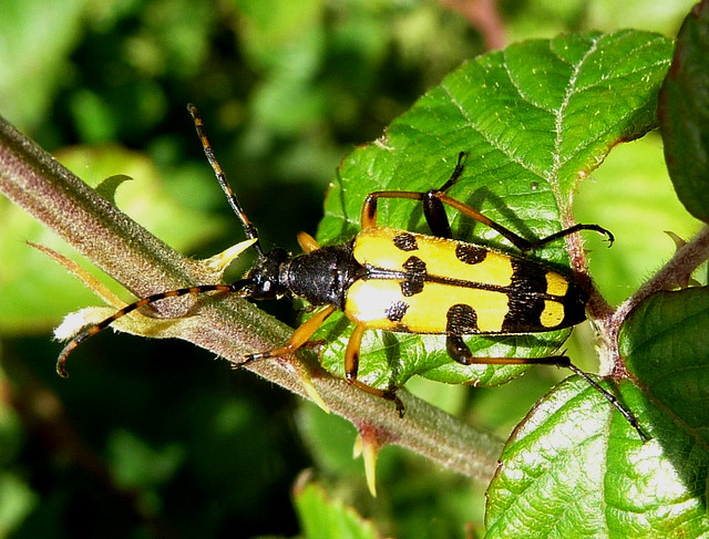 Rutpela maculata. Longhorn Beetle. Cerambycidae