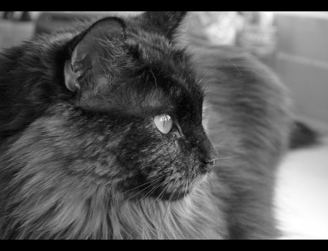 María Pía, one of my torties, in black and white.