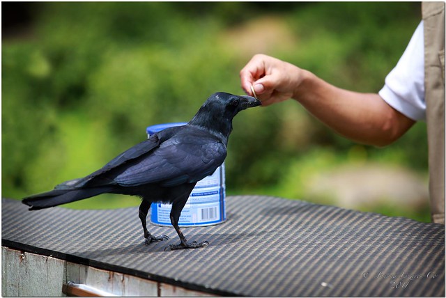 Malagos Garden Resort:  Aesop was right about crows.