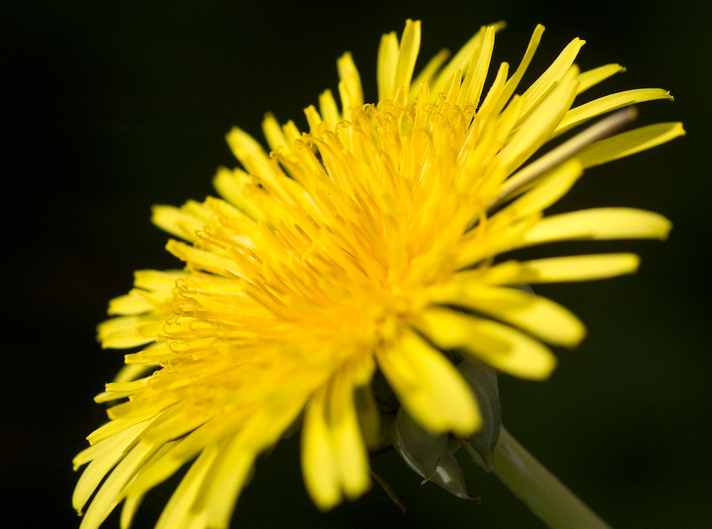 Pee The Bed Dandelion flower. Apparently a diuretic. Donald