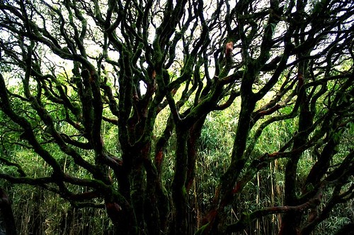 trip travel holiday tree nature japan moss bamboo hakone 자연 일본 여행 하코네 나무 휴가 대나무 이끼