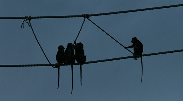 Monkey Bridge | Local conservation authorities placed a rope… | Flickr