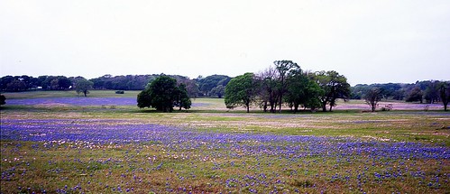flower mamiya film mediumformat geotagged texas bluebonnet wildflower filmscan texaswildflowers washingtoncounty mamiya7ii pinkprimrose geo:lat=30316093007459337 geo:lon=9629297111204528