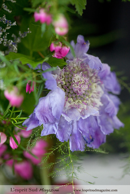 Garden flower for Spring wedding (Scabiosa)