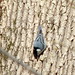 Flickr photo 'I Spy a White-breasted Nuthatch' by: Peter Radunzel.