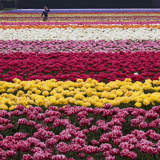 Field Of Colors